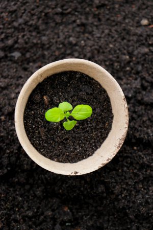 Téléchargez les photos : Peat pots with small sprouts on soil background, spring gardening. Zero waste and eco care concept. - en image libre de droit