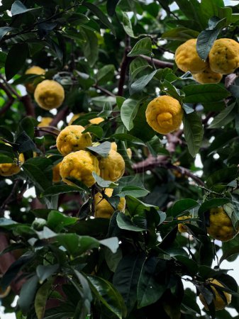Primer plano de limones amarillos frescos que crecen en un árbol.