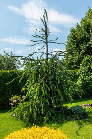 Téléchargez les photos : Épinette de Norvège Virgata - Picea abies arbre dans le jardin par une journée ensoleillée d'été - en image libre de droit