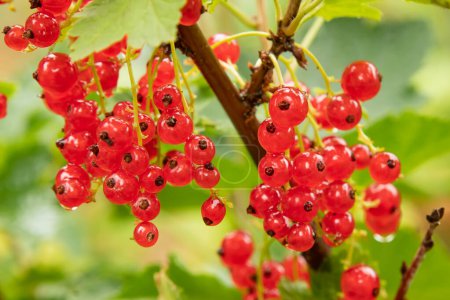 A bunch of ripe red currant berries growing on the branches of a bush close-up-stock-photo