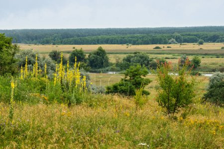 Nature forest-steppe in Ukraine on a summer day with wildflowers in the meadow and trees in the river valley