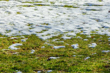 La nieve se derrite en la hierba verde del césped a principios de primavera. Cambio de estaciones