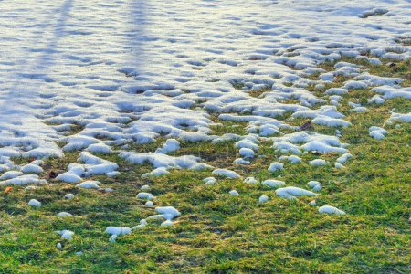 Green grass of the lawn under the melting snow during warming in the spring, nature in early spring