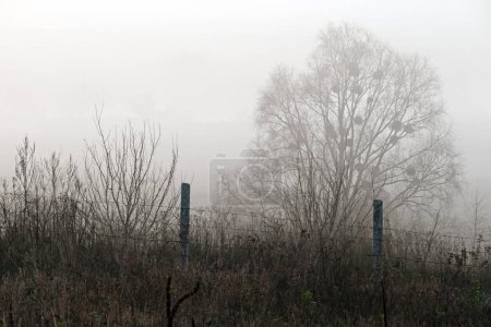 Autumn foggy morning in the countryside with trees and a fence made of barbed wire and concrete pillars