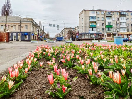 Blumenbeet mit Tulpen in einem Wohngebiet der Stadt Krementschuk (Ukraine))