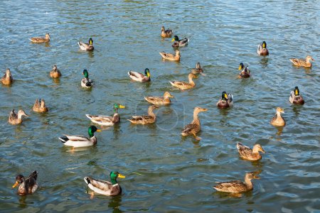 Many wild mallard ducks on the surface of the water. Flock of waterfowl