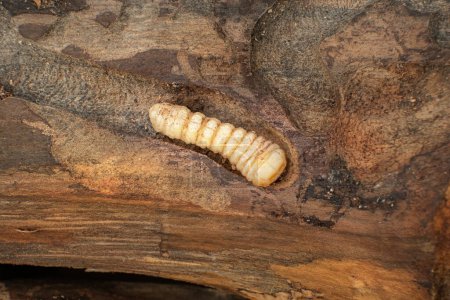 Bark beetle larva in a tree. Woodworm larvae on a brown wood surface