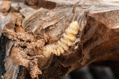 Große Borkenkäferlarve in Holznahaufnahme. Makroaufnahme einer Holzwurmlarve auf einer braunen Baumrinde