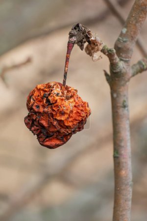 Rotten apple on a tree branch close-up. Unharvested harvest. Dry red apple overwintered on a tree