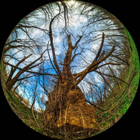 Ein großer alter Baum mit einem dicken Stamm im Wald. Ultra-Weitwinkel-Rundaufnahme durch ein rundes Fischaugenobjektiv im Fulldome-Format