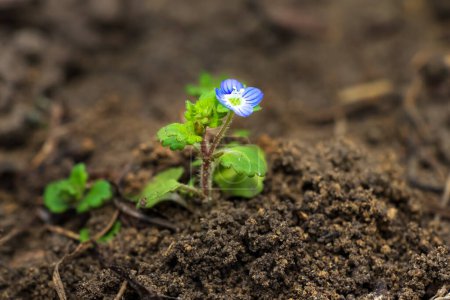 Small blue flower of Veronica chamaedrys (germander speedwell). A miniature plant grows in the ground, close-up, macro photography