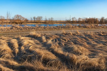 Landscape of a meadow near a river with dry grass and trees without leaves. Nature in the countryside on a sunny day with blue clear sky