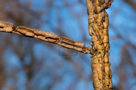 La croissance du liège couvre les branches de l'orme (Ulmus suberosa Moench, Ulmus minor, Ulmacées)