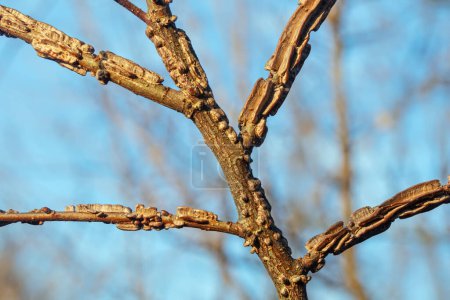 Les branches de l'orme sont recouvertes de liège (Ulmus suberosa Moench, Ulmus minor, Ulmacées)