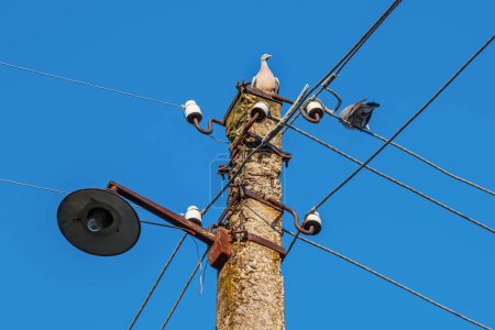 Wild pigeons on an old overhead power line pole. Bird on a wire against a blue sky. Ceramic or porcelain electrical insulators