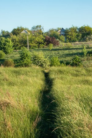 Path in a meadow with green grass in the countryside. Rural landscape on a sunny spring or summer day