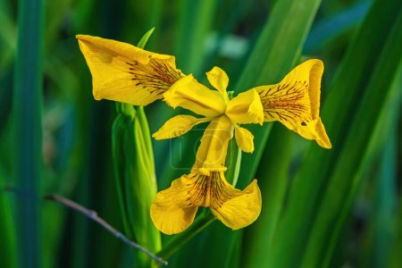 Flower Iris pseudacorus - the yellow flag, yellow iris, or water flag, is a species of flowering plant in the family Iridaceae