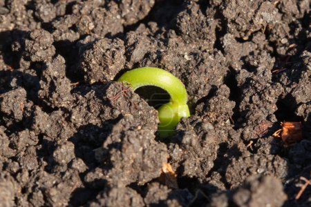 A Phaseolus sprout breaks out of the soil. Young green bean plant close-up, sprout on the surface of the ground