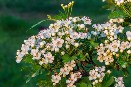 Flowers on Crataegus branches, commonly called hawthorn, quickthorn, thornapple, May-tree, whitethorn, Mayflower or hawberry. Flowering plant with molds and buds close-up