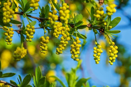 Blooming barberries close-up. A plant with a cluster of small yellow flowers and green leaves