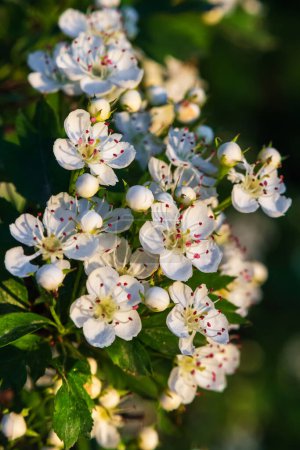 Blooming Crataegus, commonly called hawthorn, quickthorn, thornapple, May-tree, whitethorn, Mayflower or hawberry. Branches of a plant with flowers and buds close-up, macro photography