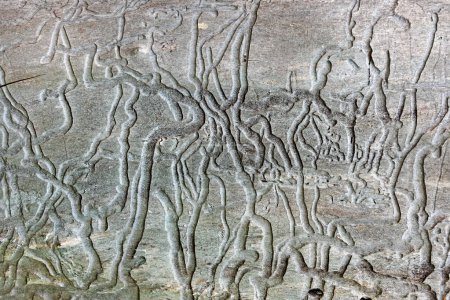 Rastros de escarabajos de corteza en la superficie de madera vieja de cerca. Alimentar rastros de escarabajos de corteza en un tronco de árbol muerto. Fondo natural con patrón texturizado
