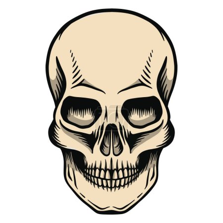 Illustration for Human skull with a lower jaw - Royalty Free Image