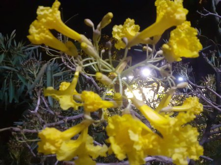 Photo for Tabebuia aurea (silva manso), yellow flowers blooming, with branches, visible at night at the height of the tree. - Royalty Free Image