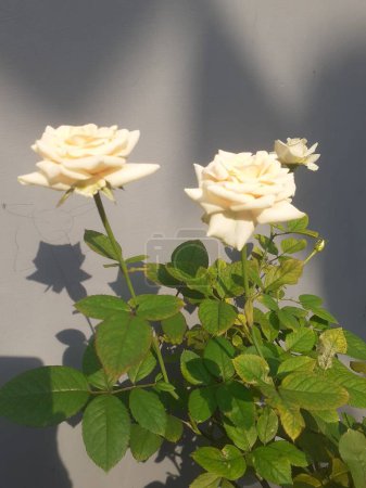 Blooming salmon roses with leaves and twigs planted in pots. Garden next to the house. Background on the wall of the house.