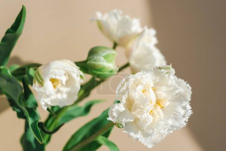 Téléchargez les photos : Maquette de belles tulipes blanches sur fond beige. - en image libre de droit