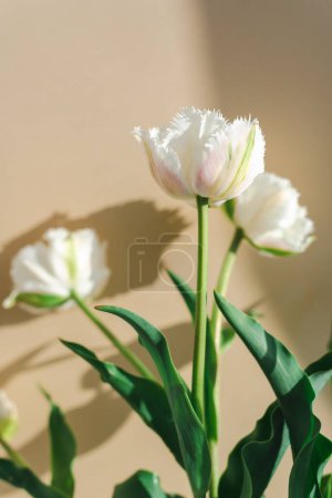 Foto de Burla de hermosos tulipanes blancos sobre un fondo beige. - Imagen libre de derechos