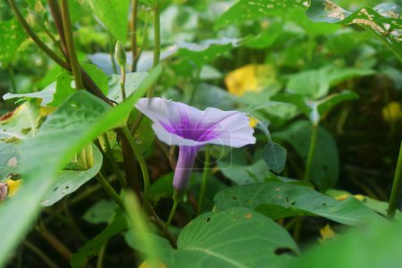 Téléchargez les photos : La fleur visible du côté avec les feuilles est le cresson - en image libre de droit