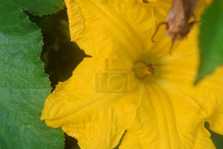 Photo rapprochée d'abeilles mellifères approchant des fleurs jaunes de citrouille à la recherche de poudre de miel