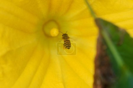 abeilles miel approchent fleurs de citrouille jaune à la recherche de poudre de miel