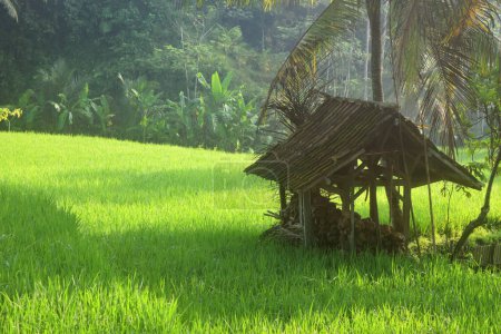 Téléchargez les photos : Une petite cabane au milieu de rizières plantées de riz dans le très beau village de Tasikmalaya - en image libre de droit