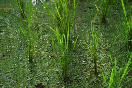 Téléchargez les photos : De petits pâturages sont plantés sur des terres remplies d'eau d'une rivière qui coule dans un village de Tasikmalaya - en image libre de droit