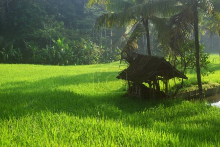 Téléchargez les photos : Une petite cabane au milieu de rizières plantées de riz dans le très beau village de Tasikmalaya - en image libre de droit