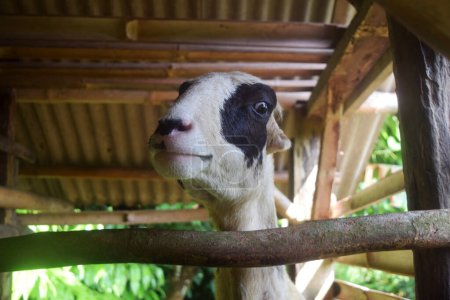 Javanese goats in a cage are seen smiling and facing the camera. Very interesting goat expression