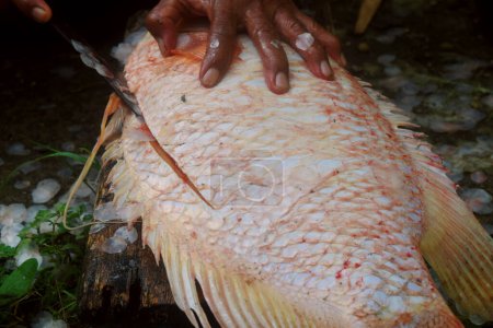 Téléchargez les photos : Une personne nettoie les écailles d'un poisson tilapia à l'aide d'un couteau capturé dans un étang appartenant à un villageois de Tasikmalaya - en image libre de droit
