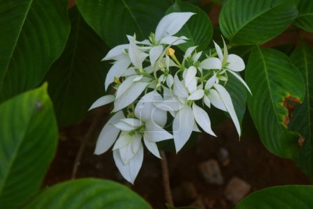 Musaenda White flowers grow beautifully at the Simpang Lima city of Semarang