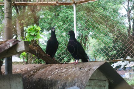 Téléchargez les photos : Pigeon indien OU Colombe rocheuse - La colombe rocheuse, le pigeon rocheux ou le pigeon commun appartient à la famille des Columbidae. Dans l'usage commun, cet oiseau est souvent simplement appelé le "pigeon". - en image libre de droit