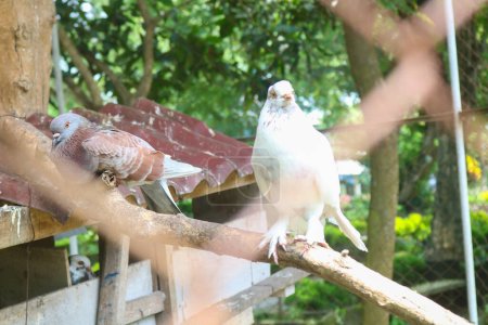 Téléchargez les photos : Pigeon indien OU Colombe rocheuse - La colombe rocheuse, le pigeon rocheux ou le pigeon commun appartient à la famille des Columbidae. Dans l'usage commun, cet oiseau est souvent simplement appelé le "pigeon". - en image libre de droit