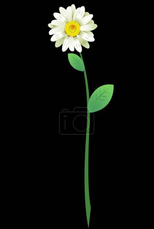 Illustration for Beautiful realistic chamomile on a black background - Royalty Free Image