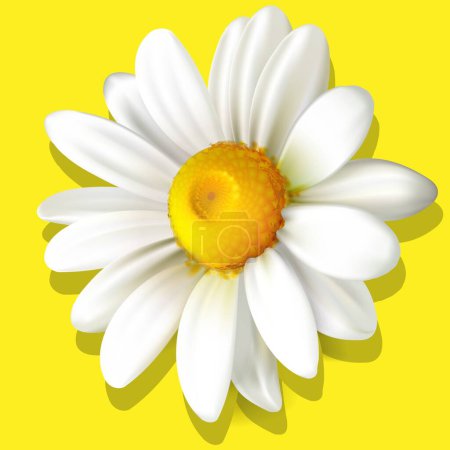 Téléchargez les illustrations : Realistic spring flower - chamomile vector illustration - en licence libre de droit