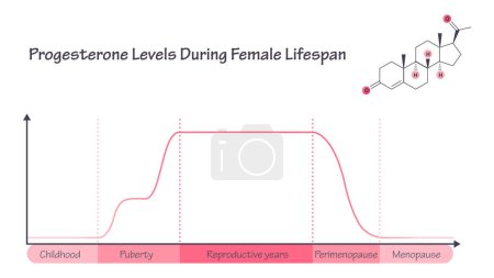 Ilustración de Niveles de progesterona durante el ciclo de vida femenino - Imagen libre de derechos
