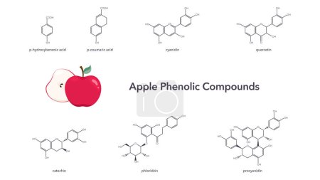 Illustration for Phenolic compounds found in apples vector illustration science graphic - Royalty Free Image
