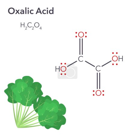Illustration for Oxalic Acid science vector illustration graphic - Royalty Free Image