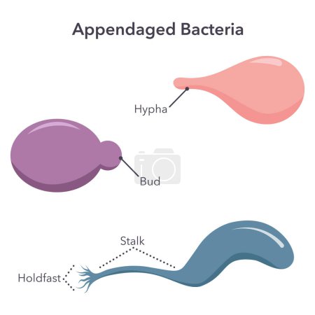 Illustration for Types of appendaged bacteria vector illustration graphic - Royalty Free Image