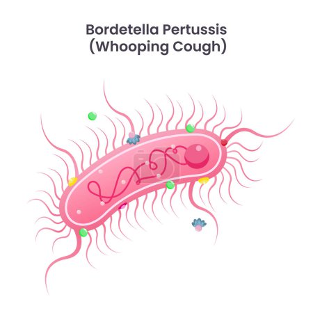 Illustration for Bordetella pertussis whooping cough bacteria science education vector illustration - Royalty Free Image