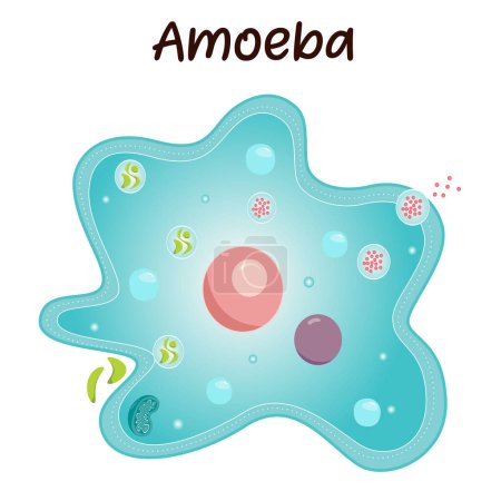 Ilustración de Ilustración vectorial de un microorganismo Amoeba - Imagen libre de derechos